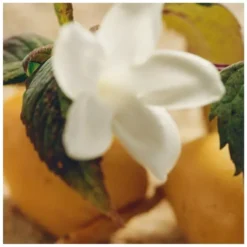 Chloé Nomade Jasmin Naturel Intense EDP 75 Ml -Armani Salgsbutik chloe nomade jasmin naturel intense edp 75 ml 1676363547