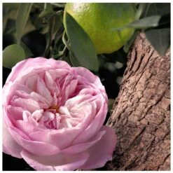 Chloé Signature Rose Naturelle Intense EDP 30 Ml -Armani Salgsbutik chloe signature rose naturelle intense edp 30 ml 1665041365