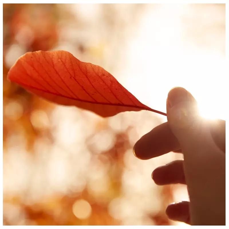 Maison Margiela Replica Autumn Vibes EDT 30 Ml 4 Maison Margiela Replica Autumn Vibes EDT 30 Ml - Billede 4