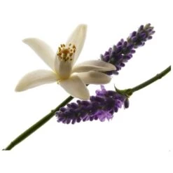 Yves Saint Laurent YSL Libre For Her EDP 50 Ml 11 Yves Saint Laurent YSL Libre For Her EDP 50 Ml -Armani Salgsbutik ysl libre for her edp 50 ml 1581340094